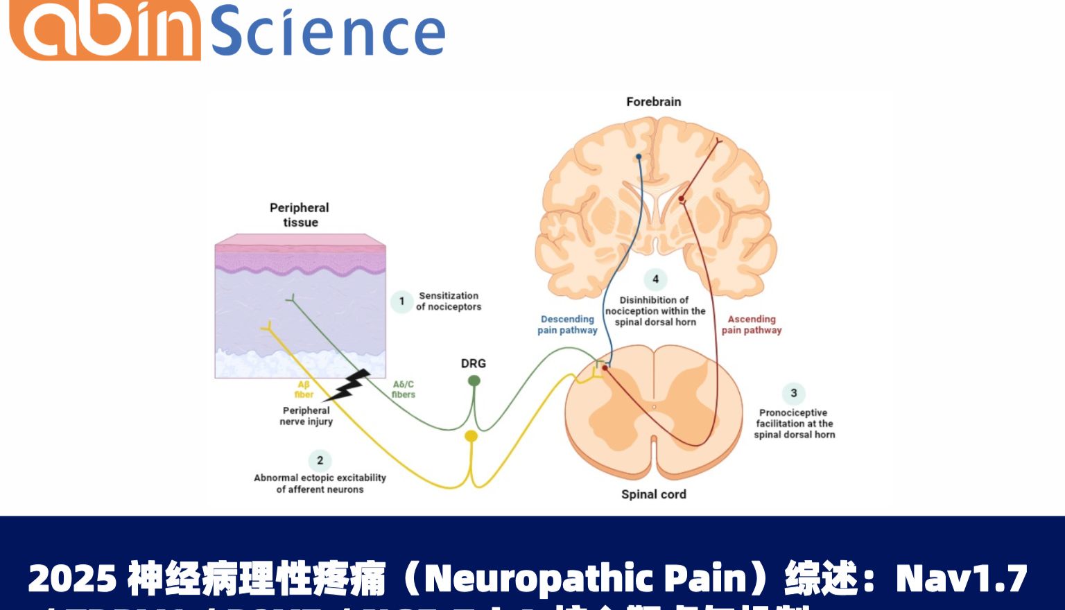 2025 神经病理性疼痛（Neuropathic Pain）综述：Nav1.7 / TRPV1 / P2X7 / NGF-TrkA 核心靶点与机制