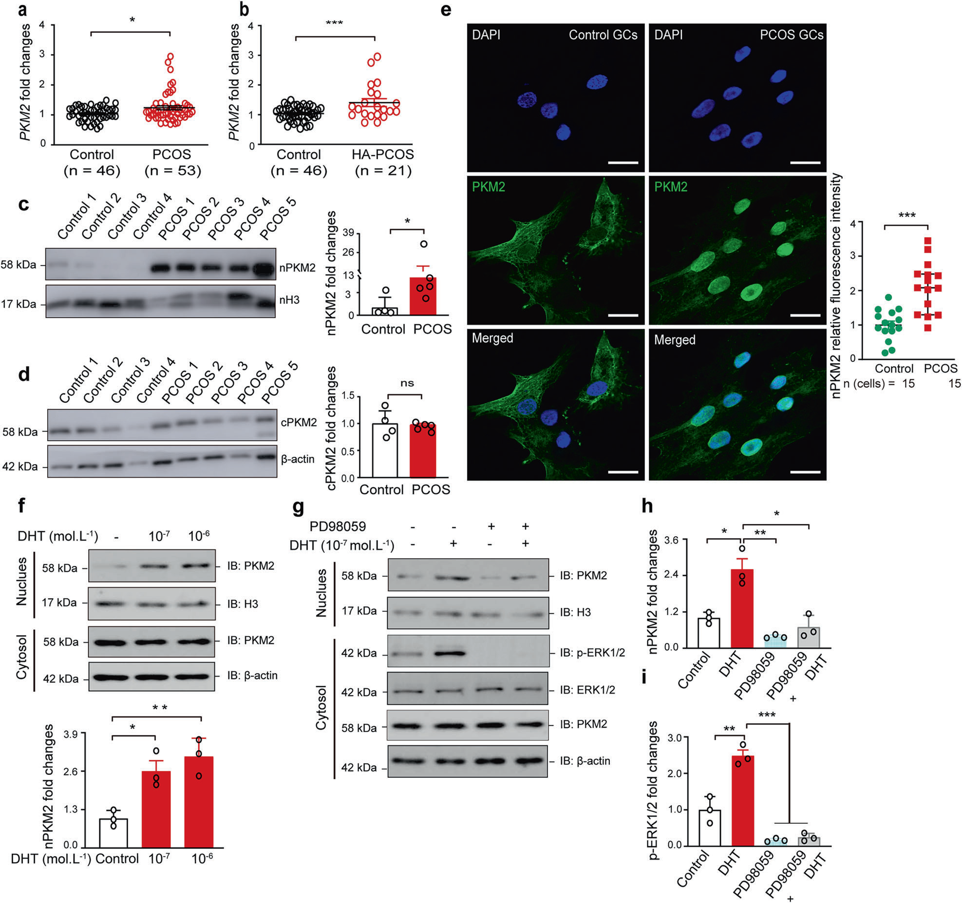 IF=52.7！黄荷凤院士团队等揭示PKM2介导组蛋白乳酸化调控多囊卵巢综合征机制