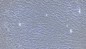 大鼠原代食管成纤维细胞