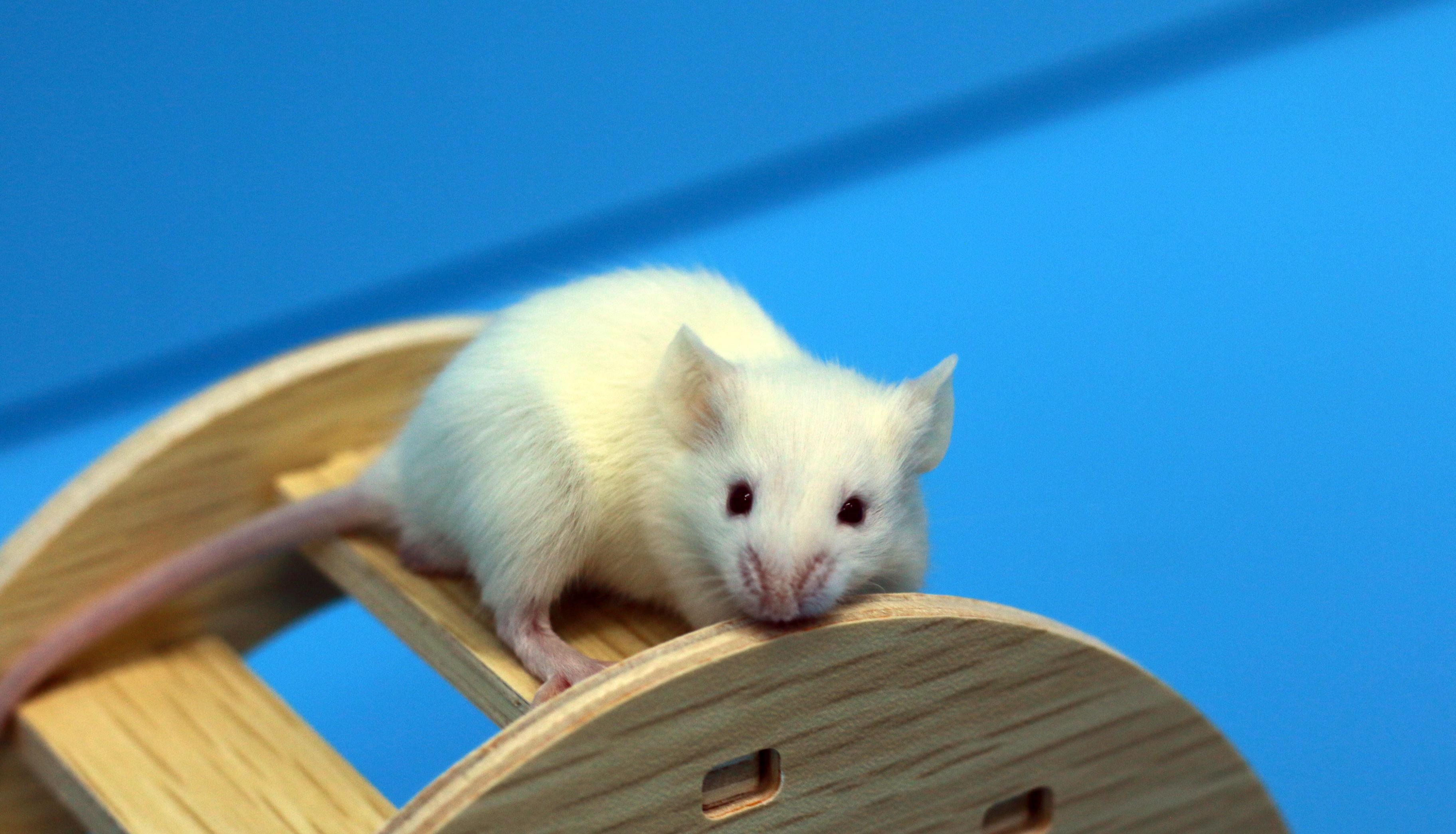 免疫缺陷小鼠模型的演进：从NOD背景到NYG品系的构建逻辑