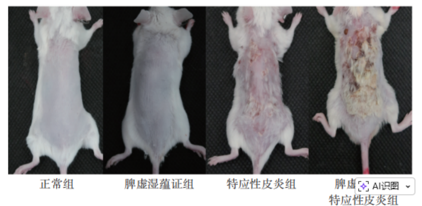 研究进展 | 如何构建特应性皮炎脾虚湿蕴证小鼠模型