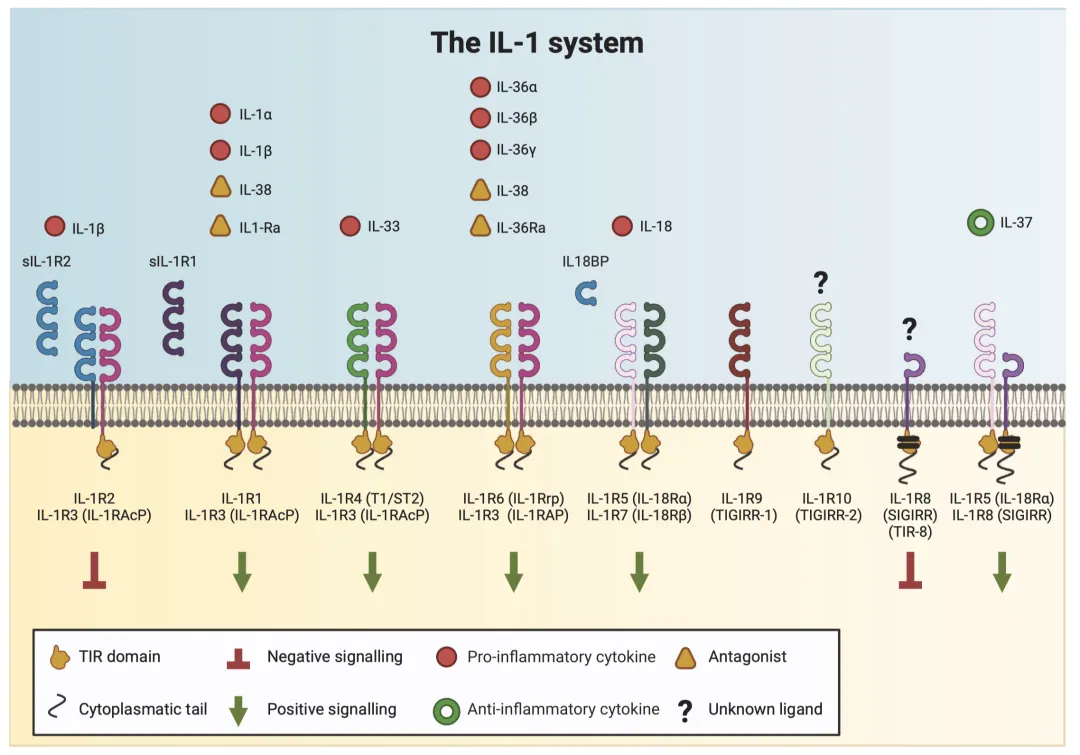 IL-1家族细胞因子：炎症与免疫调控的核心机制