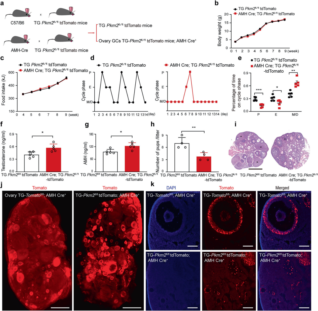 IF=52.7！黄荷凤院士团队等揭示PKM2介导组蛋白乳酸化调控多囊卵巢综合征机制
