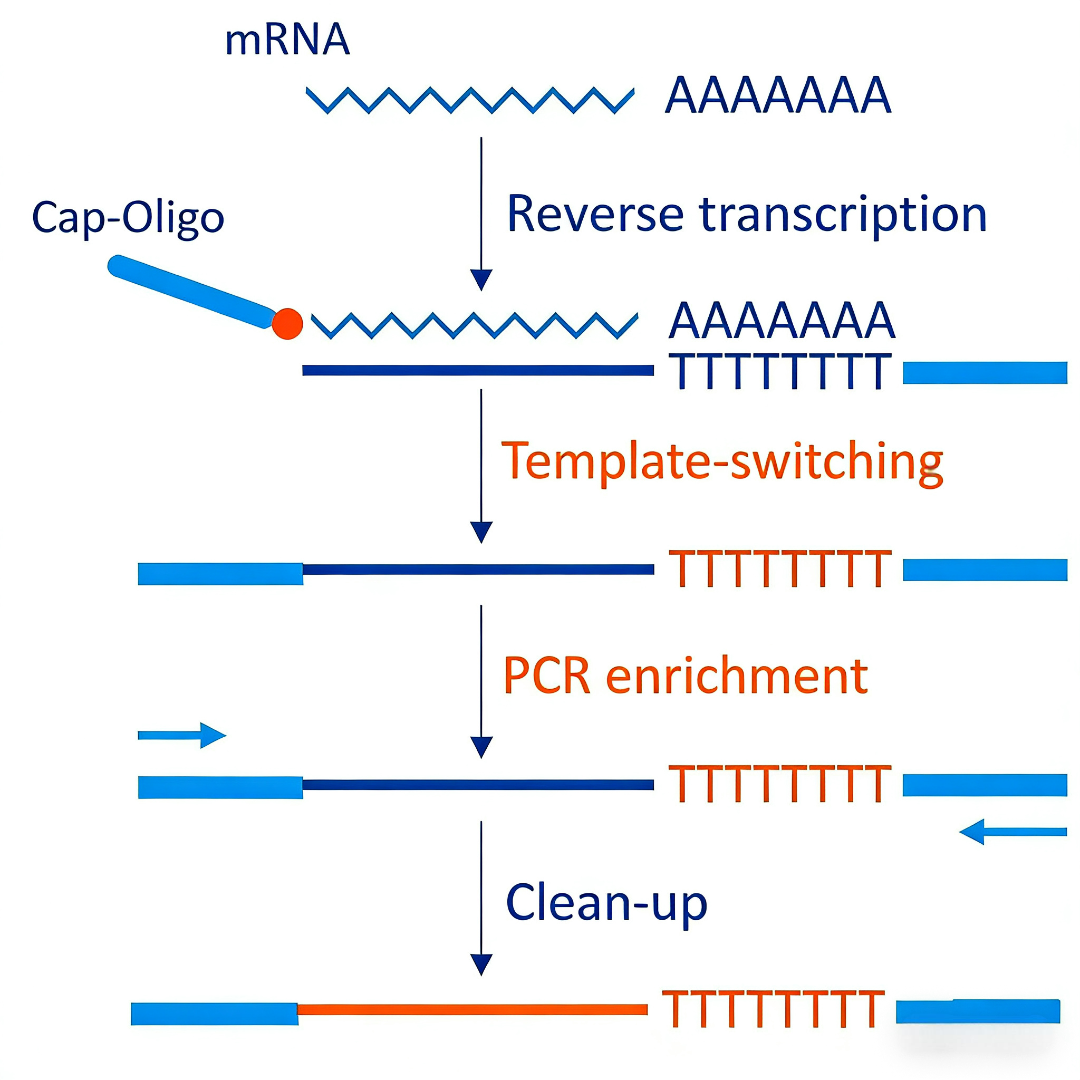 单细胞转录组测序技术：原理、方法与应用分析