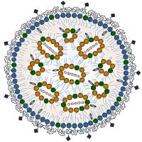 克服干细胞转染屏障：细胞穿膜肽TAT的功能化脂质体纳米颗粒（LNP）实现高效pDNA递送