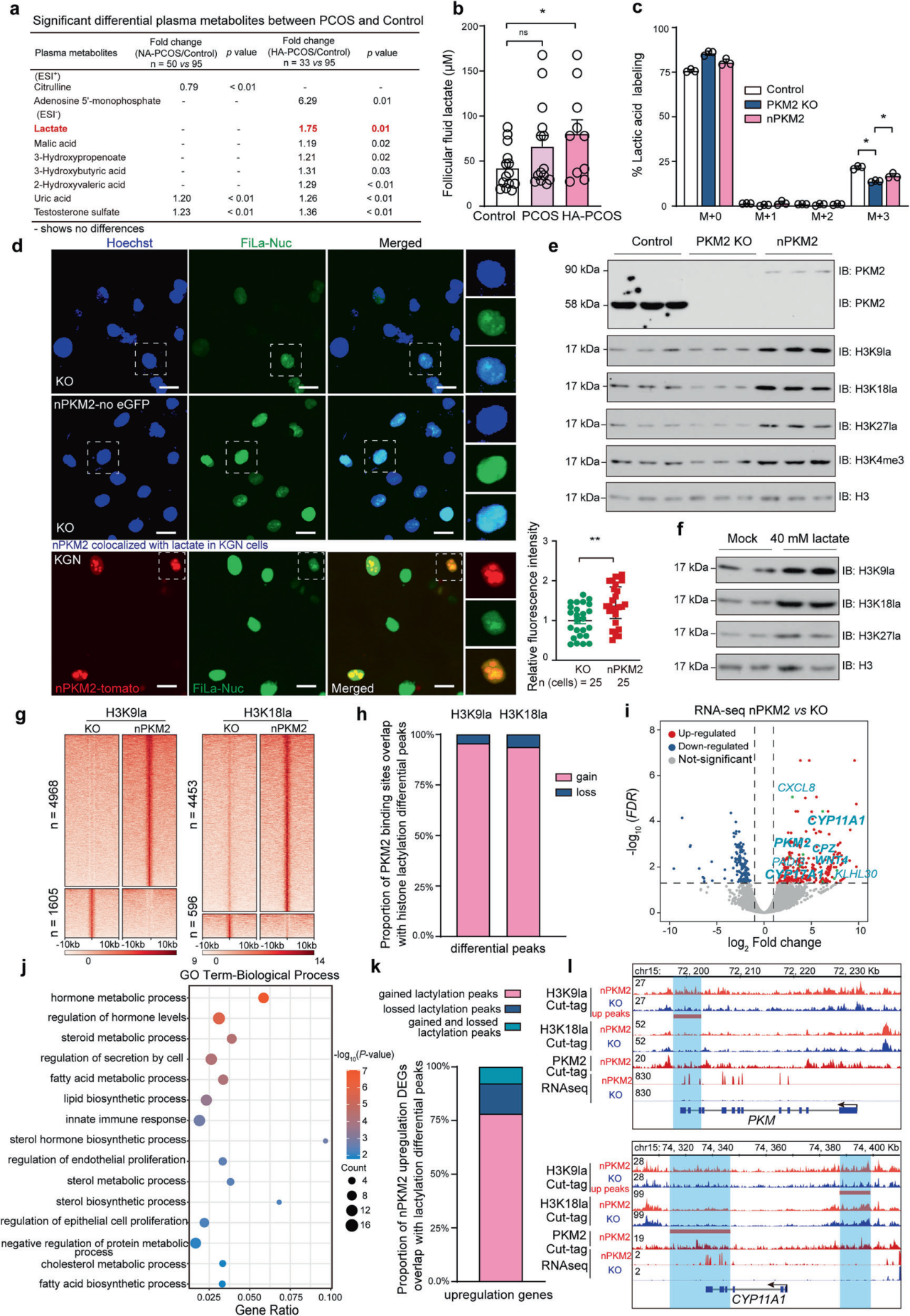IF=52.7！黄荷凤院士团队等揭示PKM2介导组蛋白乳酸化调控多囊卵巢综合征机制