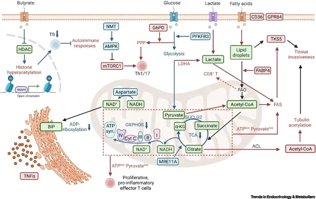 T细胞代谢重编程机制：免疫功能调控的核心密码