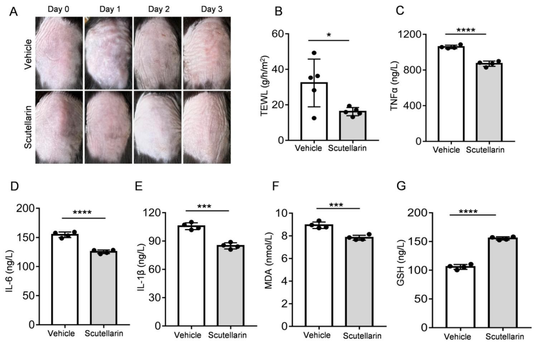 文献分享 | 黄芩素对UVB诱导的皮肤损伤小鼠模型的保护研究
