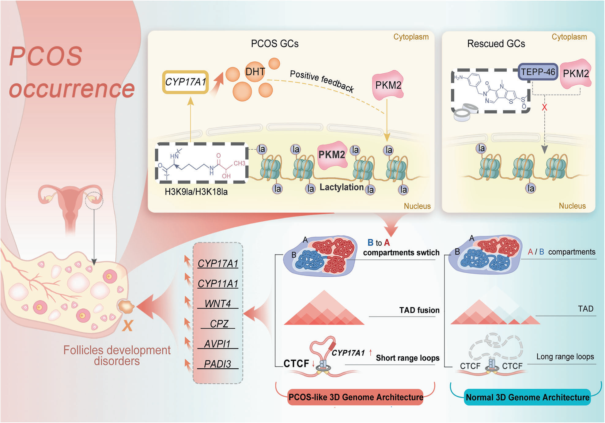 IF=52.7！黄荷凤院士团队等揭示PKM2介导组蛋白乳酸化调控多囊卵巢综合征机制