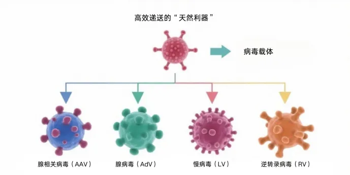 基因治疗 “最后一公里” 攻关：基因递送载体核心指南