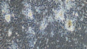 大鼠原代胃黏膜上皮细胞