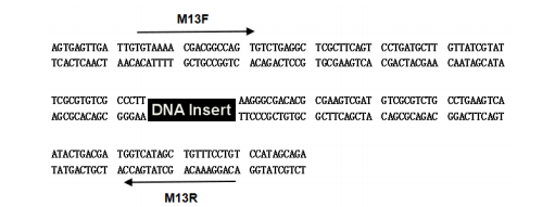 零背景pTOPO-Blunt Simple平末端克隆试剂盒/