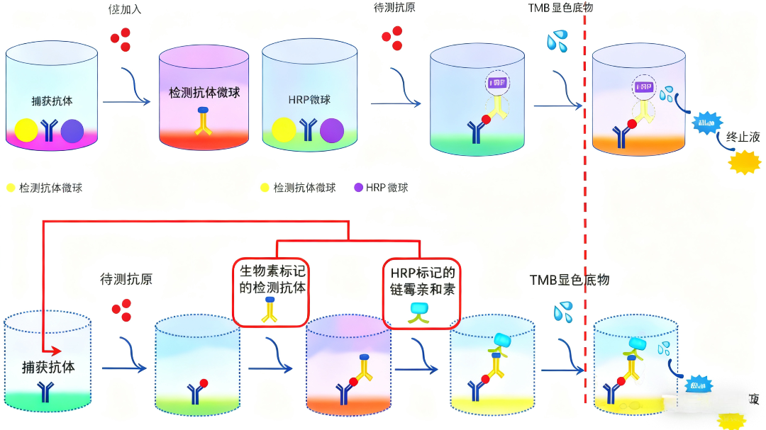 如何通过关键技术要点优化一步法ELISA检测？