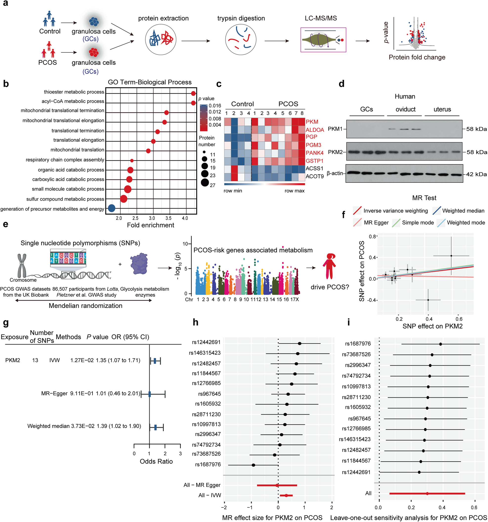 IF=52.7！黄荷凤院士团队等揭示PKM2介导组蛋白乳酸化调控多囊卵巢综合征机制