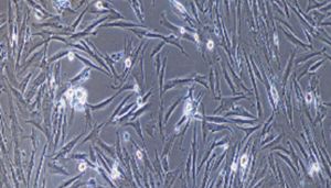大鼠原代胃平滑肌细胞