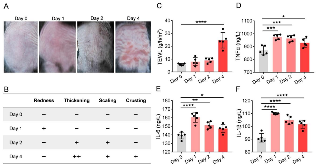 文献分享 | 黄芩素对UVB诱导的皮肤损伤小鼠模型的保护研究