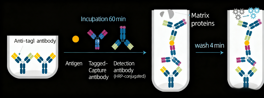 如何通过关键技术要点优化一步法ELISA检测？