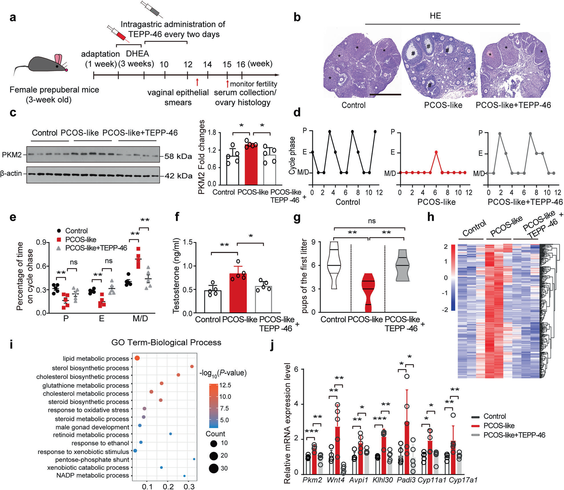 IF=52.7！黄荷凤院士团队等揭示PKM2介导组蛋白乳酸化调控多囊卵巢综合征机制