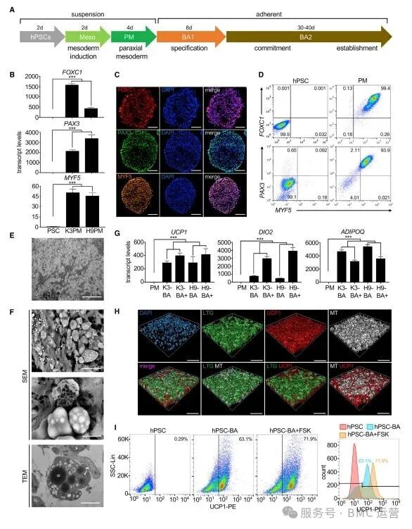 转铁蛋白文献解读：人多功能干细胞培养与后续细胞分化研究