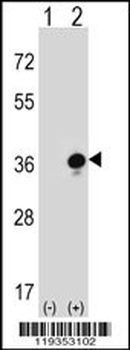 GZMB Antibody (C-term)抗体，orb14