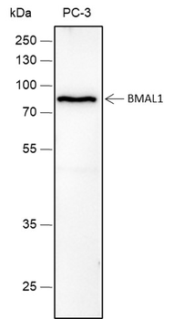BMAL1 Recombinant Rabbit Monoc