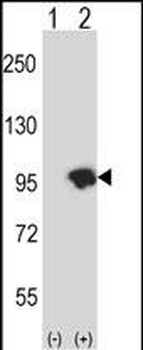 USP15 Antibody (N-term)抗体，orb3
