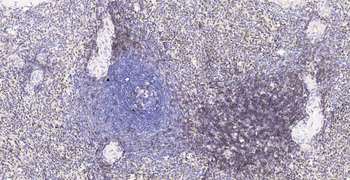 CD3D Recombinant Rabbit Monocl