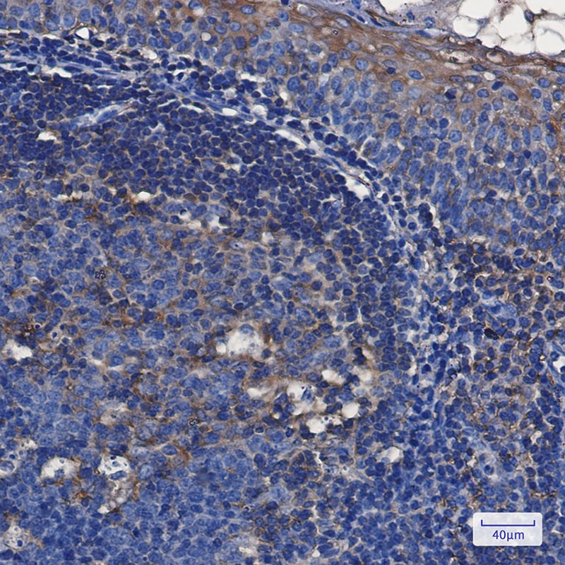 TFG Rabbit mAb抗体，orb1564138，bi