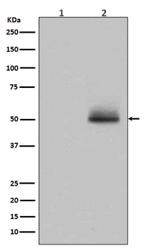 GSK3α/β(Phospho-Tyr216/Tyr279)
