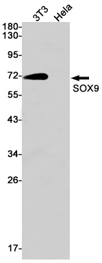 SOX9 Rabbit mAb抗体，orb1565392，b