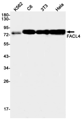 FACL4 Rabbit mAb抗体，orb1563064，