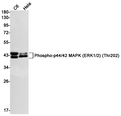 Phospho-ERK1/2 (Thr202/Thr185)
