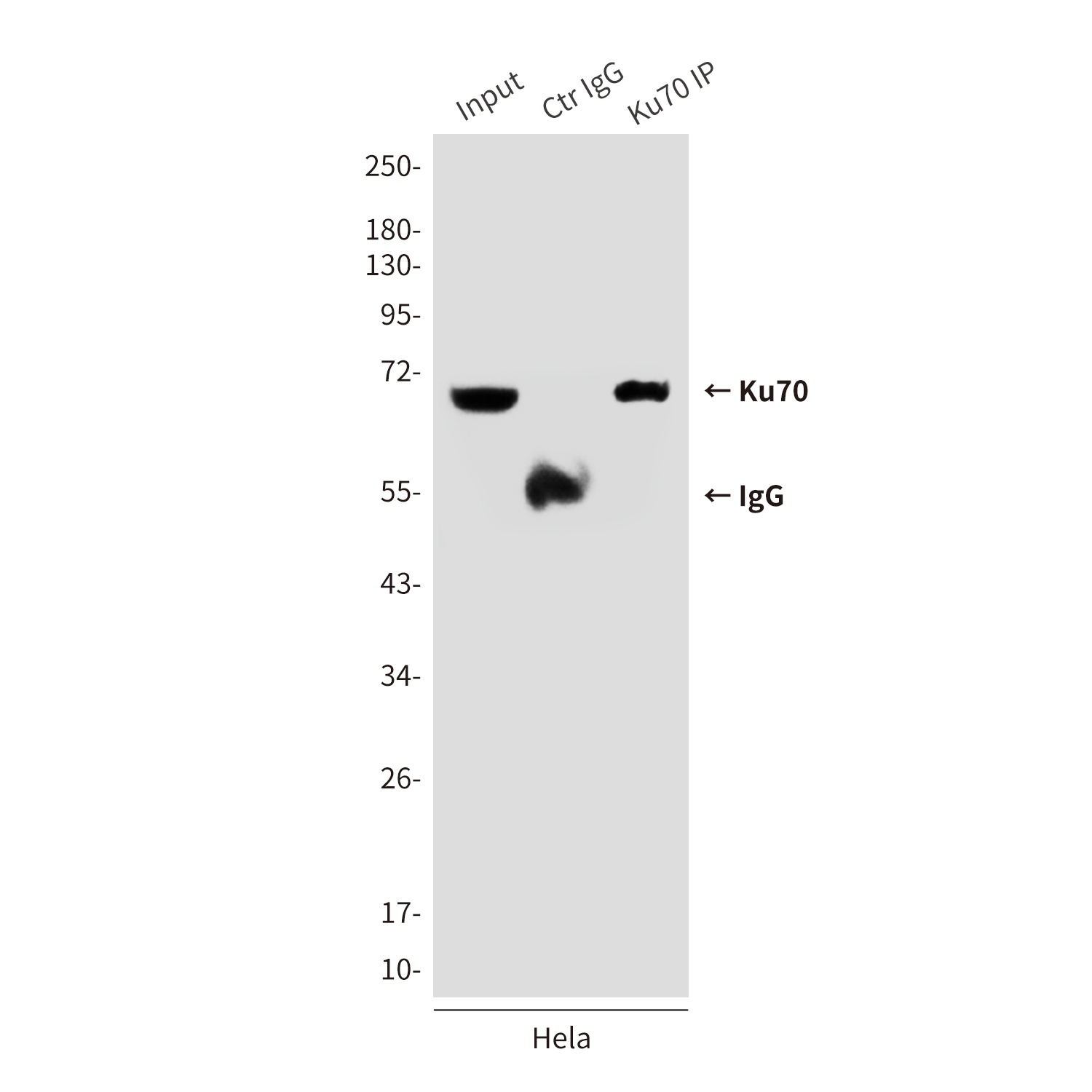 Ku70 (7B1) Mouse mAb抗体,orb1563