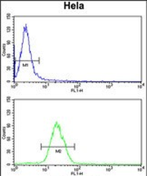 INSIG1 Antibody (N-term)抗体，orb