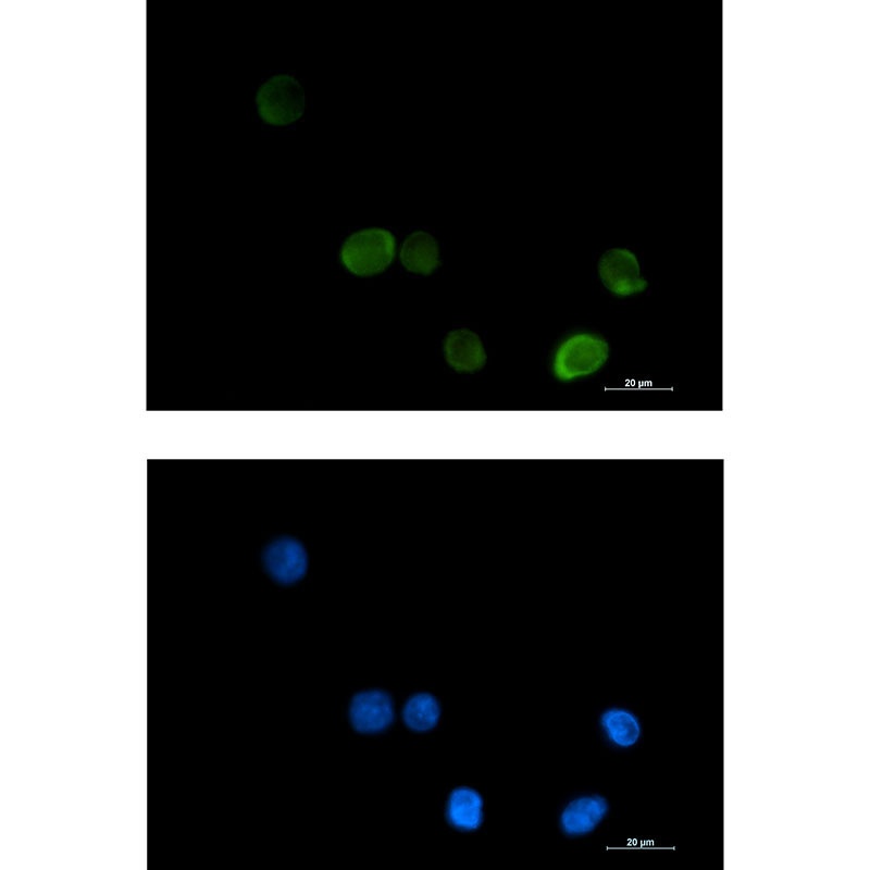 MTHFR Rabbit mAb抗体，orb1564595，