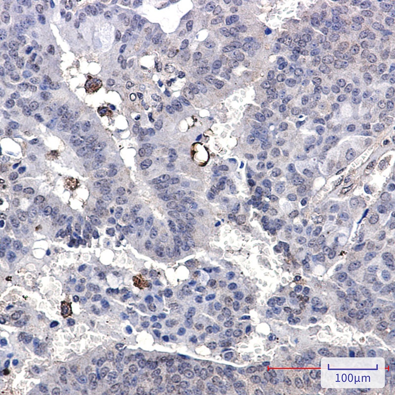 Paxillin Rabbit mAb抗体，orb15630