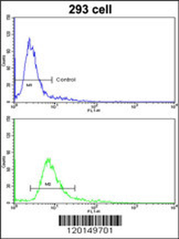HOXA5 Antibody (C-term E211)抗体