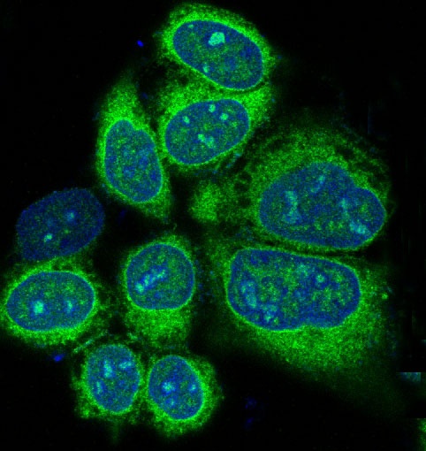 Alkaline Phosphatase Rabbit pA
