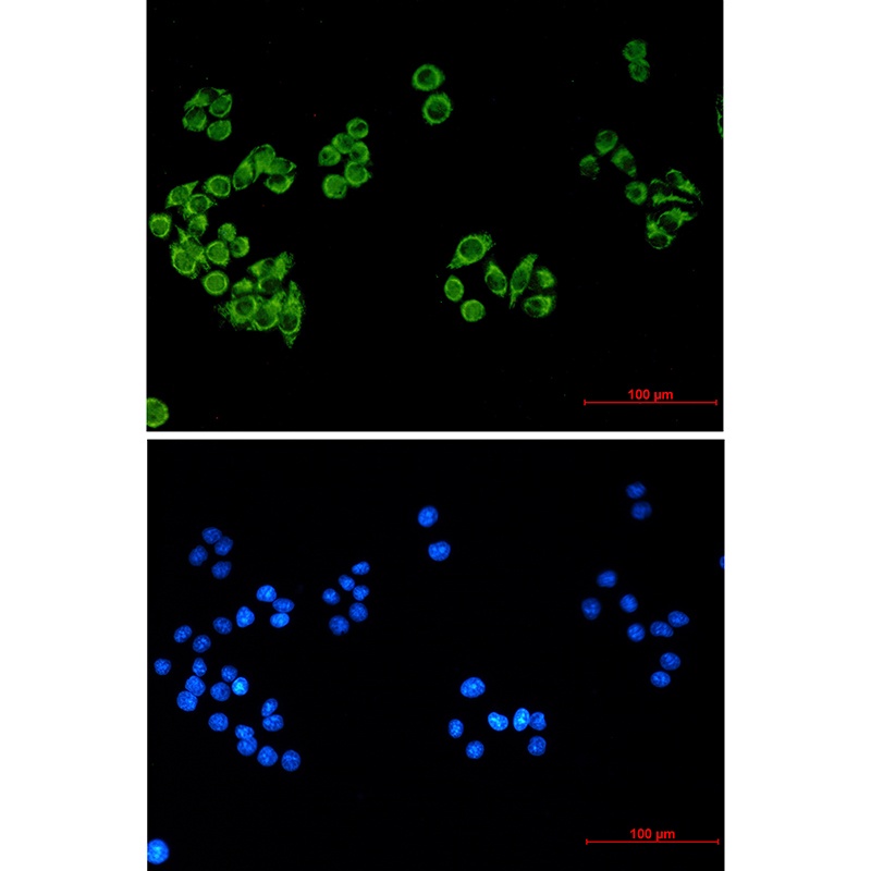 FH (9B1) Mouse mAb抗体，orb156314