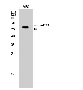 Phospho-Smad2/3 (Thr8) Rabbit 