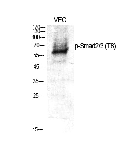 Phospho-Smad2/3 (Thr8) Rabbit 