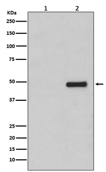 CDC37 (Phospho-Ser13) Rabbit m