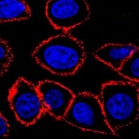 CD44 Antibody抗体，orb1473982，bio