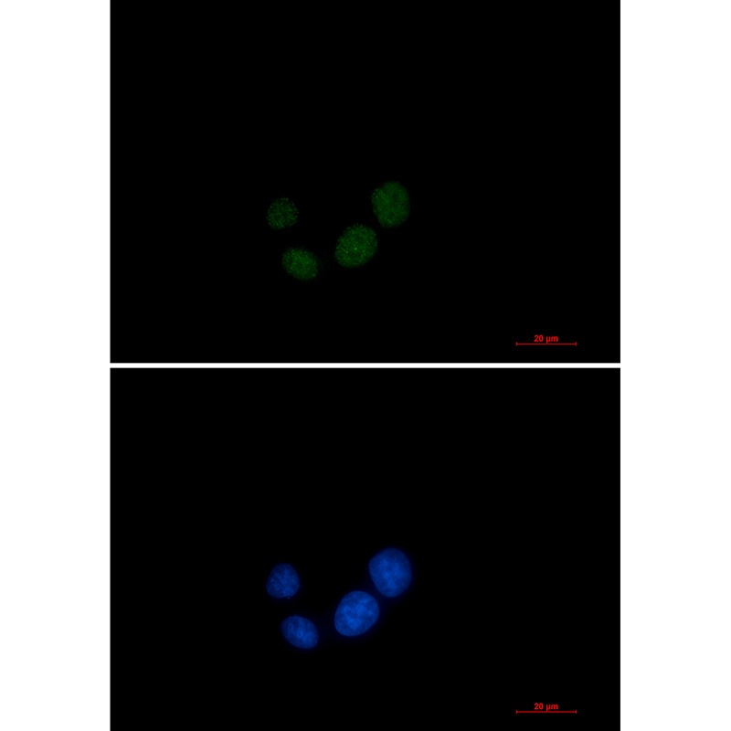 SPT5 Rabbit mAb抗体，orb1563625，b