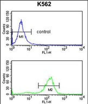SDS Antibody (N-term)抗体，orb397