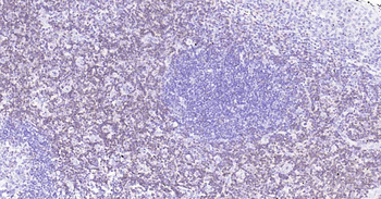 CD3D Recombinant Rabbit Monocl