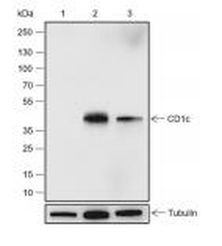 CD1c Recombinant Rabbit Monocl