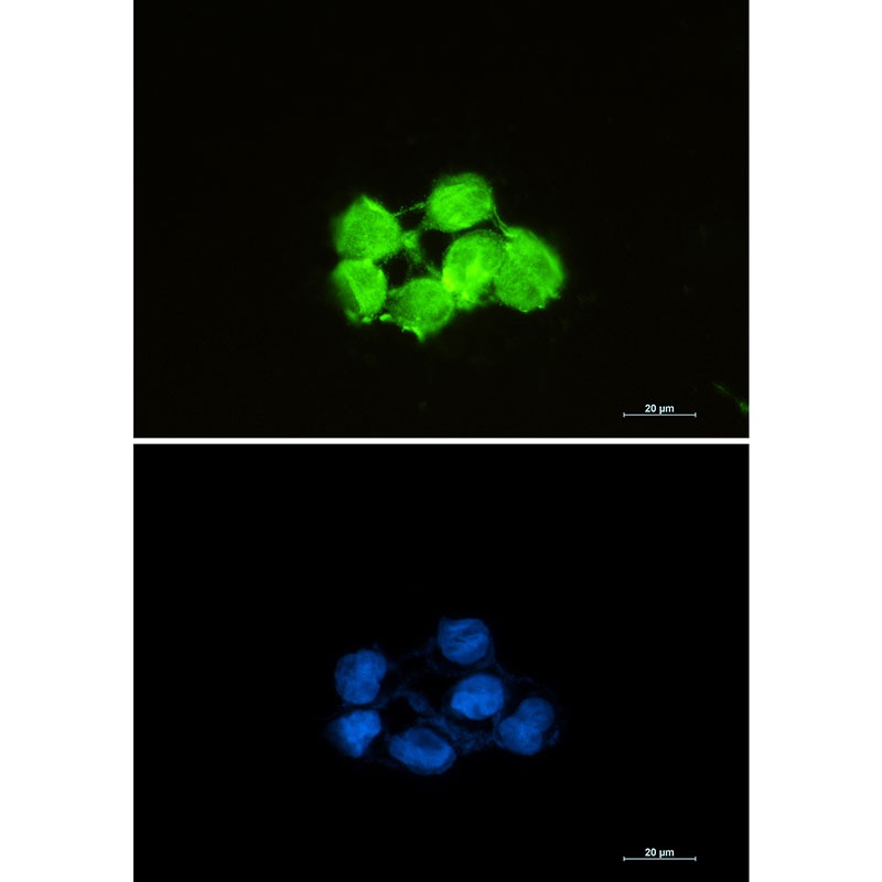 Superoxide Dismutase 1 Rabbit 