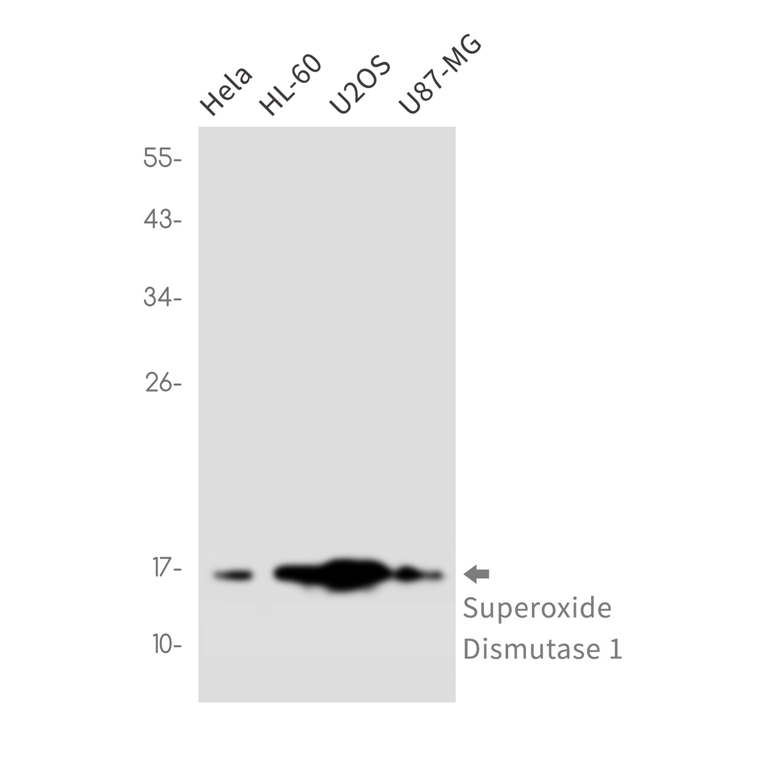 Superoxide Dismutase 1 Rabbit 
