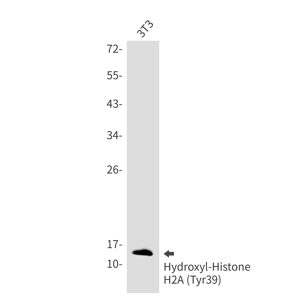 Hydroxyl-Histone H2A (Tyr39) R